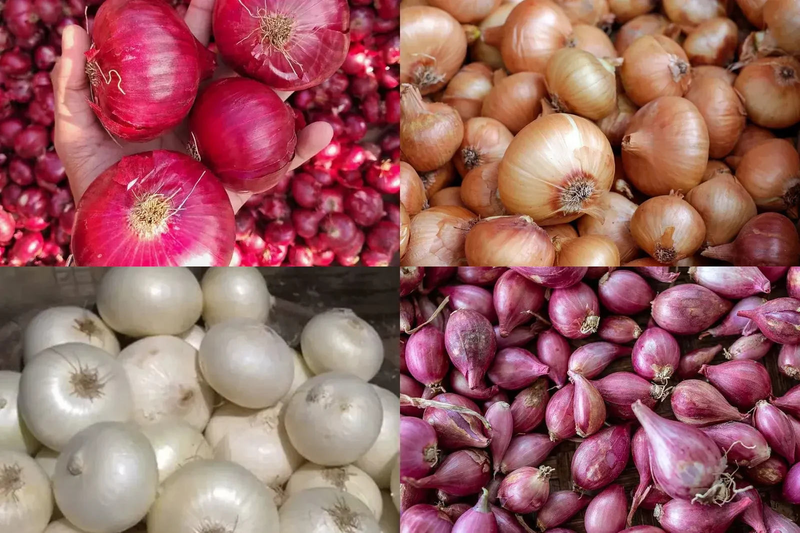 Premium Onion & Onion Products