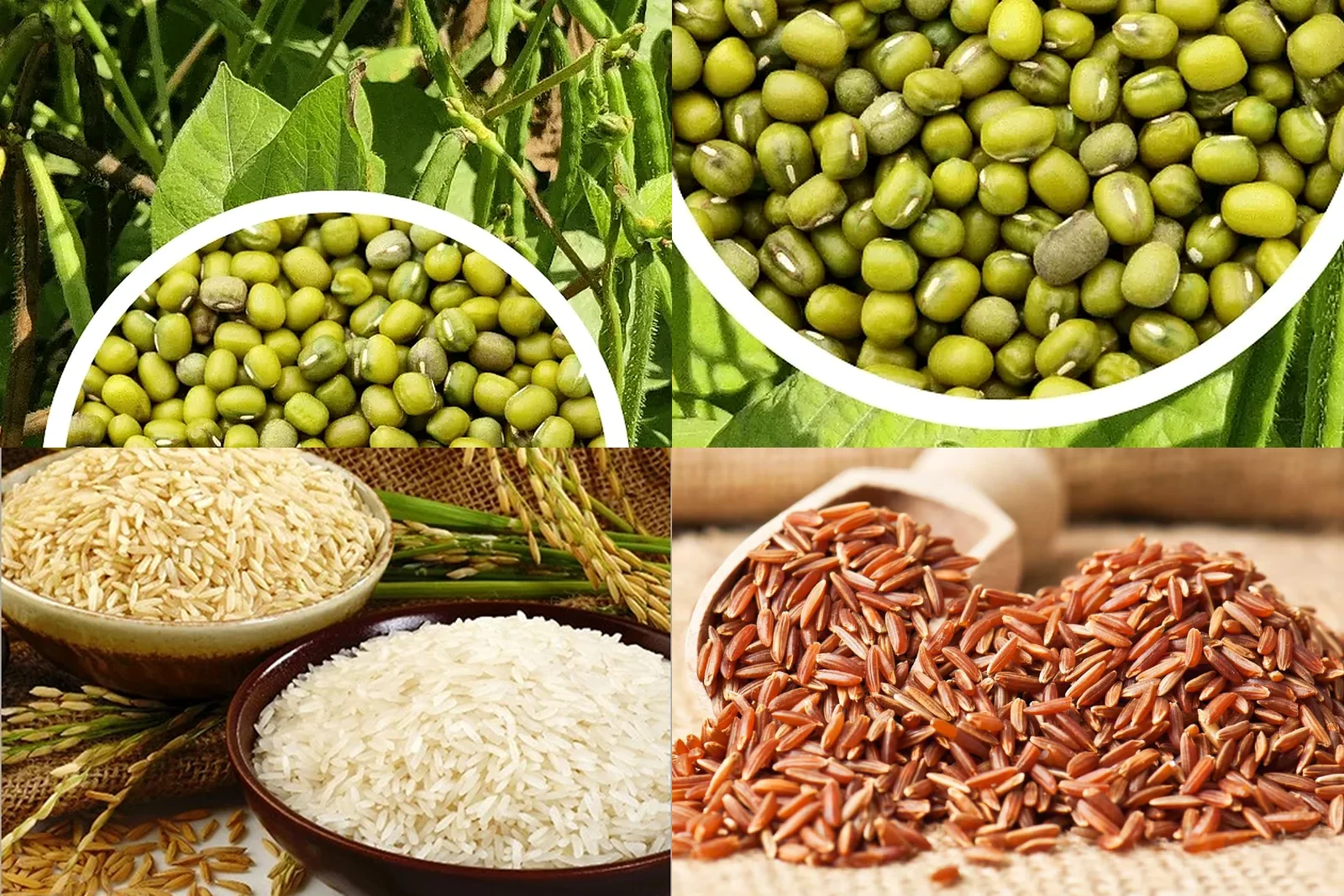 Pulses Cereals